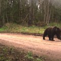 Kui karu valvab, saab piirivalvur puhata! Loomad ületavad Eesti piiri nii ujudes kui joostes