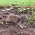 VIDEO: parim maamiinide leidja on koolitatud rott!