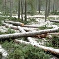 Soe talv takistab metsatöid