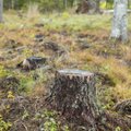 Erametsaliit: metsamaade hävitamine tuleb kõrgemalt maksustada