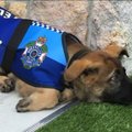 Politseikoolist väljalangenud liiga armas ja südamlik koer saab uue, ebatavalise ja peaaegu kuningliku ameti
