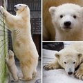 PALJU ÕNNE | Jääkarud Nora ja Nord tähistavad sünnipäeva
