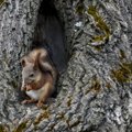 Kuidas täiendada oravate toidulauda?