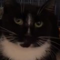 MTÜ Kasside Turvakodu otsib hoiukodu: tänavalt leitud lõpptiine kass on suures hädas