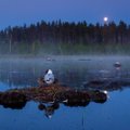FOTOD | Eesti Looduse fotovõistluse võitis naerukajakate koloonia