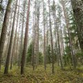 Metsaregistrisse andmete kandmiseks tuleb edaspidi metsaomanikult luba küsida