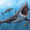 Teadlased avastasid, et hiiglaslik hai megalodon oli seni arvatust saledam