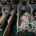 Kühvliga ja kilode kaupa antibiootikume: mida söövad suurfarmide loomad tegelikult?