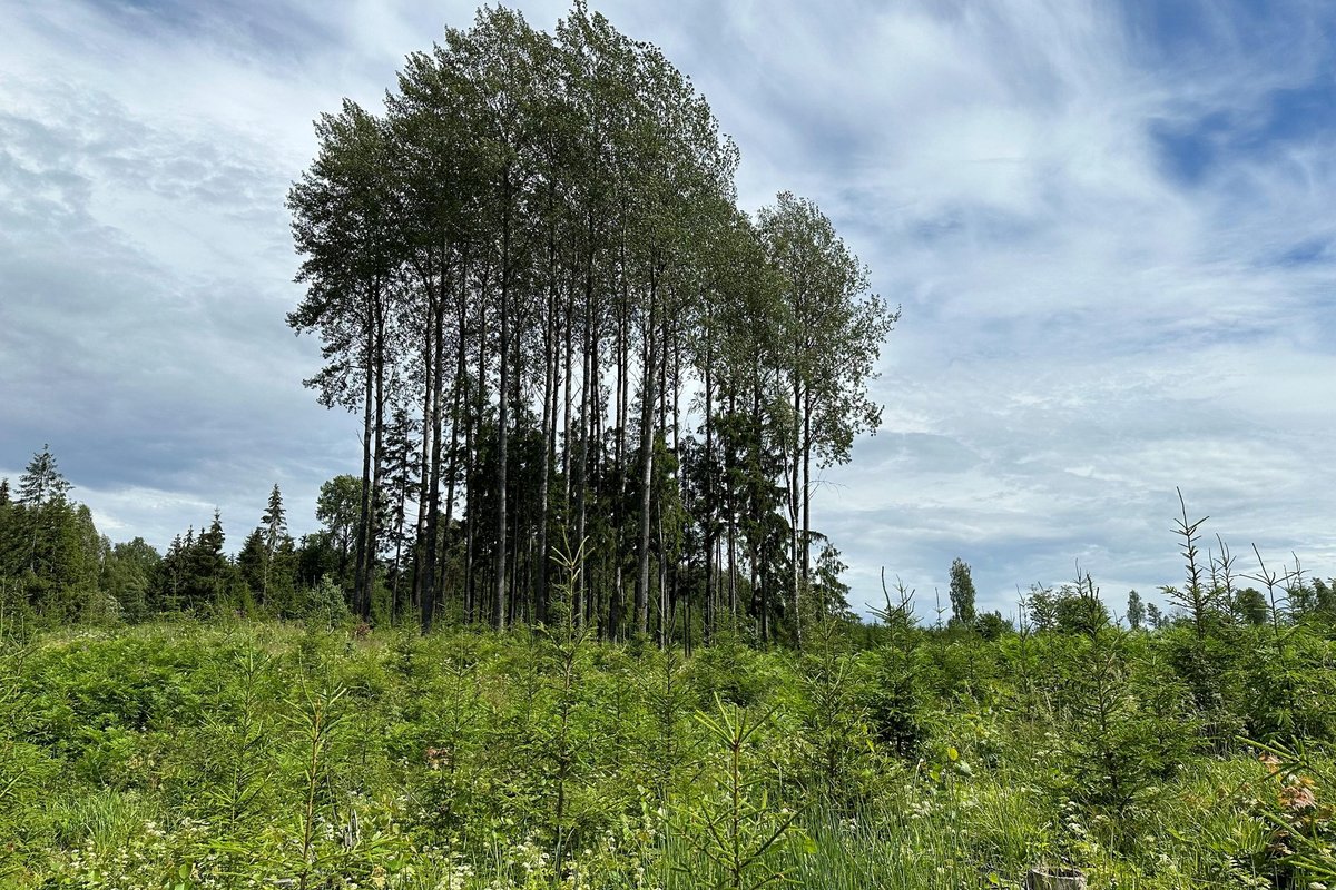 Gunnar Reinapu: on aeg hakata metsas teistmoodi tegutsema