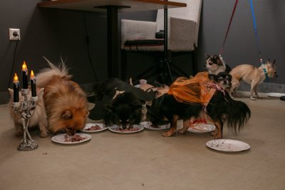Trikikoerte Halloweeni pidu