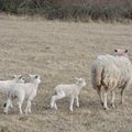 Eesti lambakasvatajate seltsi juhib Annika Väli