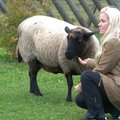 VIDEO | Kaaslase kaotanud lammas Mäku püüdleb tubaseks lemmikloomaks