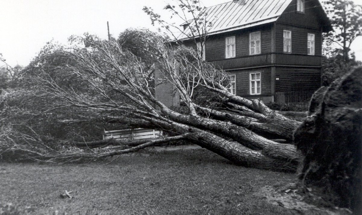 Haapsalus tegi torm kõige suuremat kurja – võimas maru kiskus suured paplipuud juurtega maast