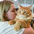 ФОТО | Какие милашки! Кошачья выставка World Cat Show собрала в центре T1 около 200 породистых кошек