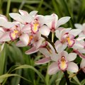 Lõhnavate õitega elegantne orhidee tsümbiidium vajab jahedat kasvukohta ja õitseb siis kaua