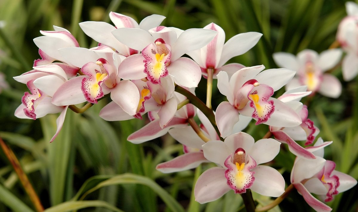Orhideede hulka kuuluvat tsümbiidiumi nimetati ka nööpaugulilleks, kuna õied püsivad ka ilma veeta päris kaua.