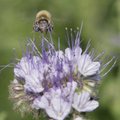 Oodatakse projekte Euroopa mesindusauhinna konkursile