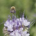 Euroopa hakkab mesilastele holistiliselt lähenema