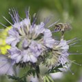 Aivar Lember külvab tatart mesilaste kaitseks