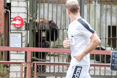 "Kuku!" Tallinna Maraton läbis tänavu esimest korda Tallinna loomaaeda.