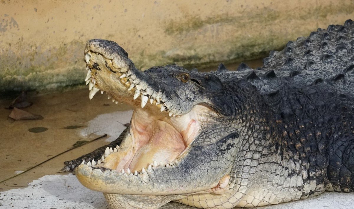 Tallinna loomaaia krokodill Vanamees