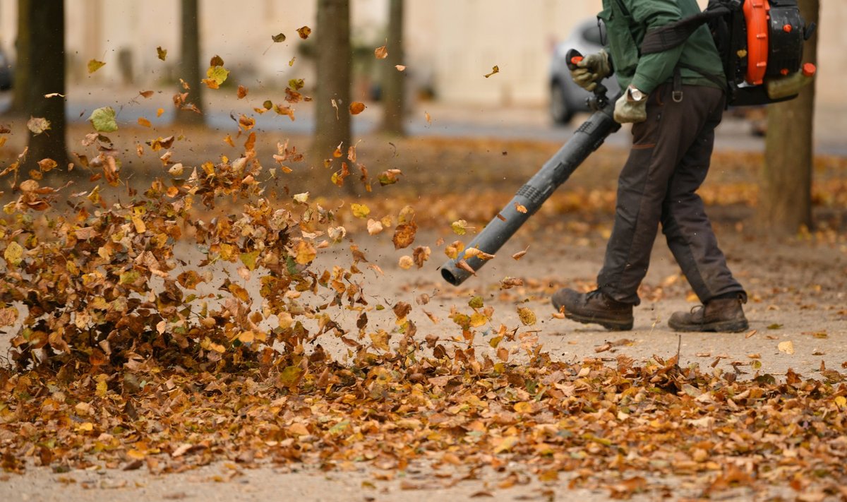 Lehtede langedes kuuleb linnades taas häirivat müra, mille allikaks on lehepuhur.