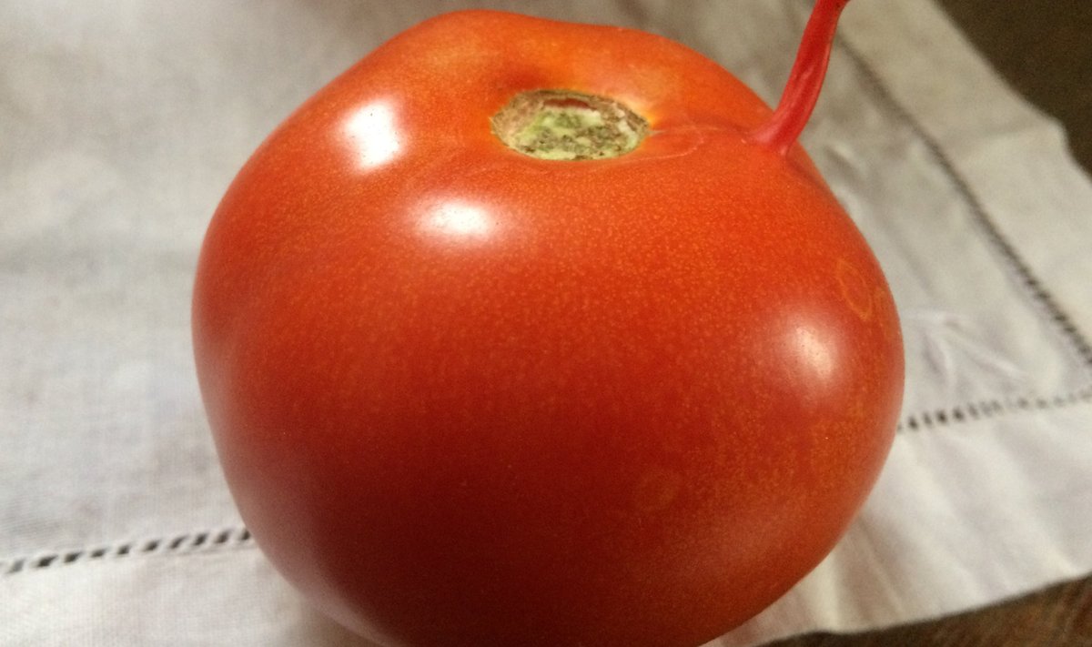 Sabaga tomat.