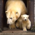 VIDEO ja FOTOD: Tallinna loomaaia jääkarupoeg käis esimest korda õues
