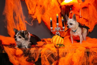 Trikikoerte Halloweeni pidu