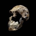 Homo naledi: väikese ajuga inimlane elas homo sapiensiga samal ajal
