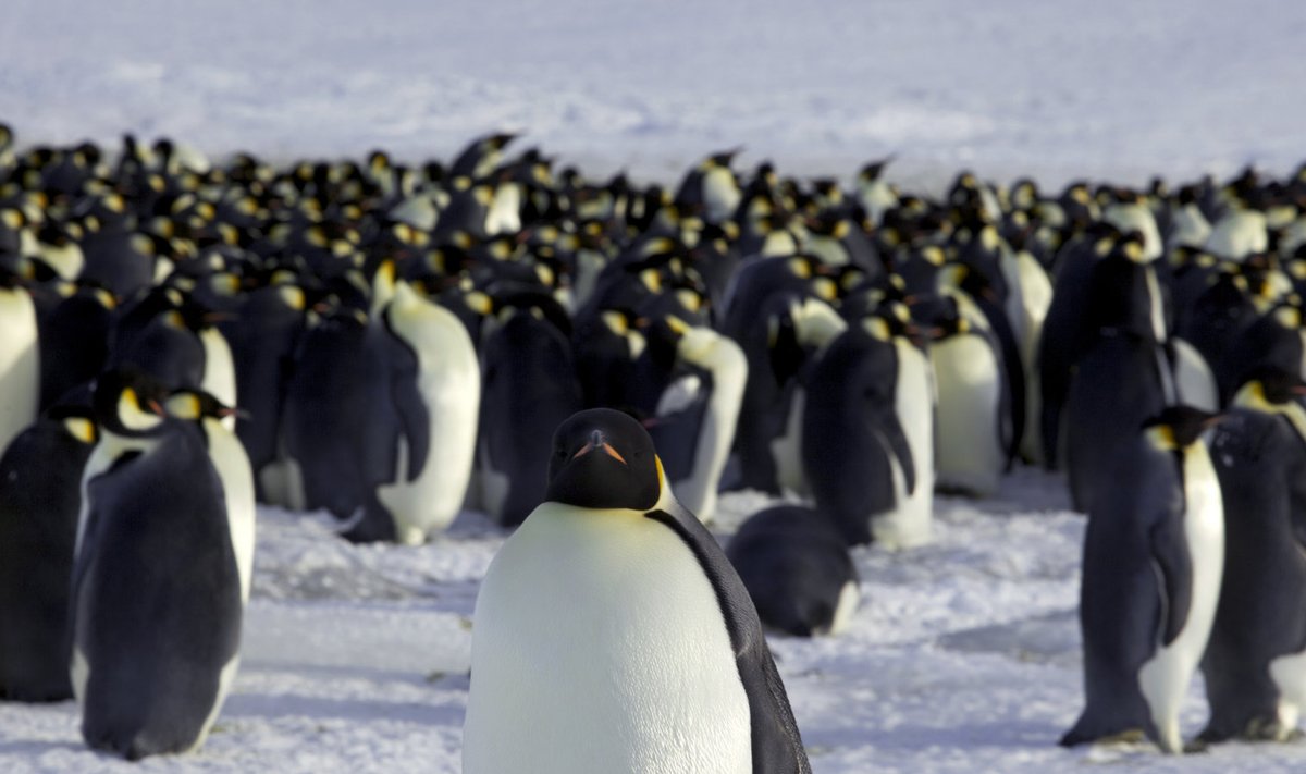Pingviinid Antarktikas. 