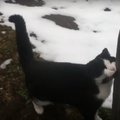 VIDEO: Kangelaslik kass päästis mägedes ära eksinud turisti