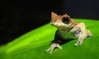 Dendropsophus kamagarini