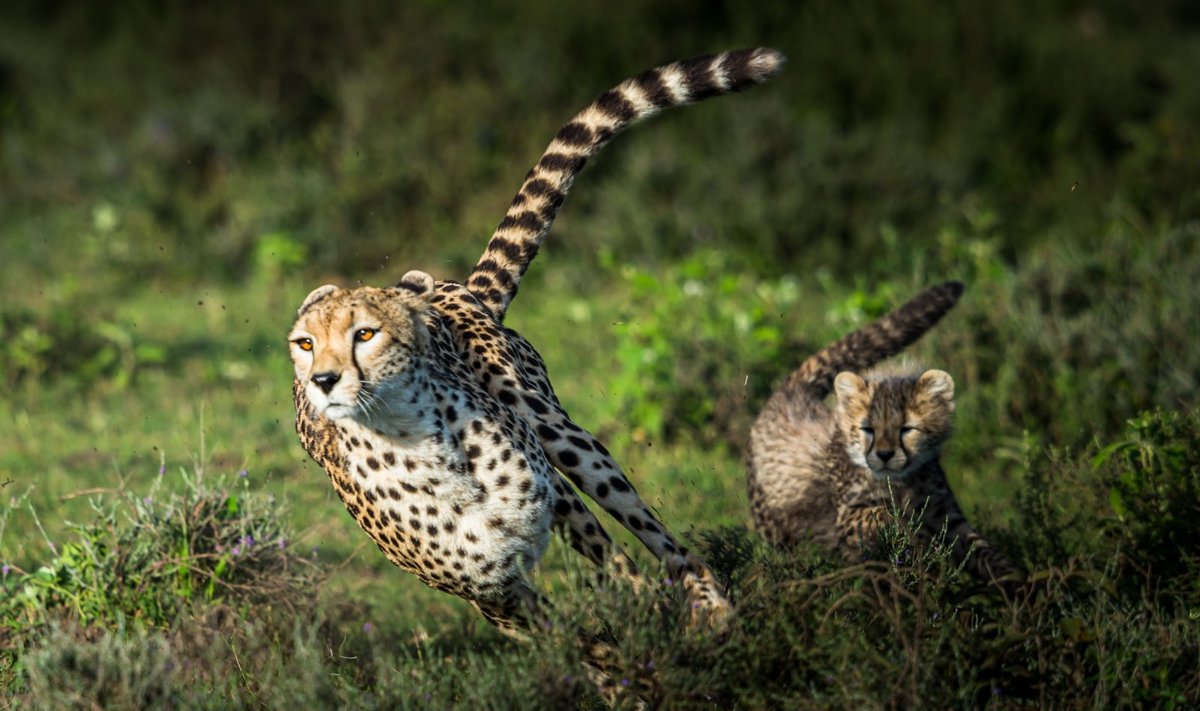 Gepard suudab joosta kuni 113 kilomeetrit tunnis