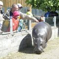 DELFI FOTOD ja VIDEO: Suur perepäev loomaaias meelitab lastekaitsepäeval külastajaid