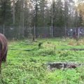 Kriitikud ja Soome meedia kiidavad: Põhjanaabrite uueks tõusvaks staariks on kunstilembeline karu