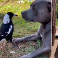 Harakast ja koerast said sõbrad, kuid nad lahutati - austraallastel õnnestus jälle kokku viia sotsiaalmeedia staarid