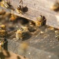 Uuring: mesilased eelistavad puhtale toidule fungitsiididega saastunut