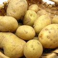Neljas „Võhma juurikas“ tutvustab kartulit