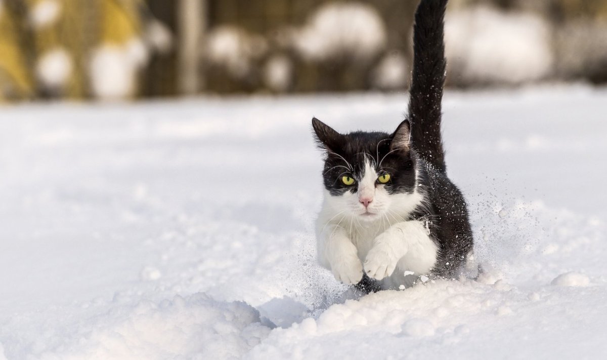 Tõsine kass talvises lumes.
