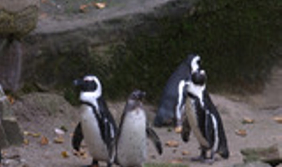 Pingviinid