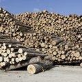 На инфочасе Рийгикогу обсудили планирование завода по рафинированию древесины