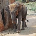 Kuulsused nõuavad lõppu julmale elevantide loodusest püüdmise praktikale
