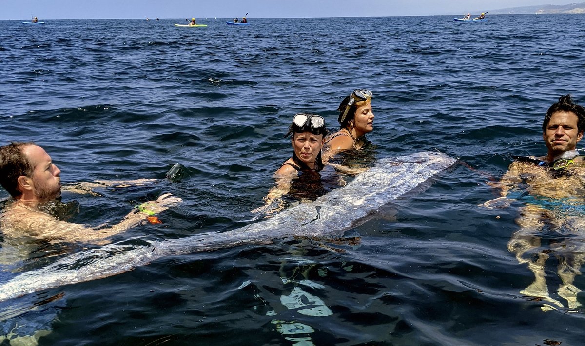 Augustis La Jolla rannikuvetest leitud heeringakuningas