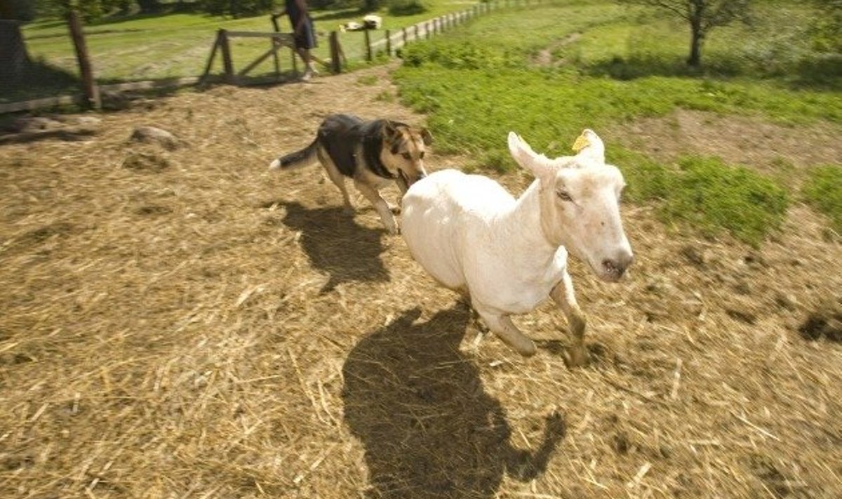 Karjakoer Tommi tunneb oma tööd ning kamandab pügatud lambad tööplatsilt eemale.