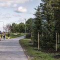 Tallinn impordib Euroopast linnaruumi suuri puid. Ekspert: toome diislikütust kärsatades kahjureid sisse