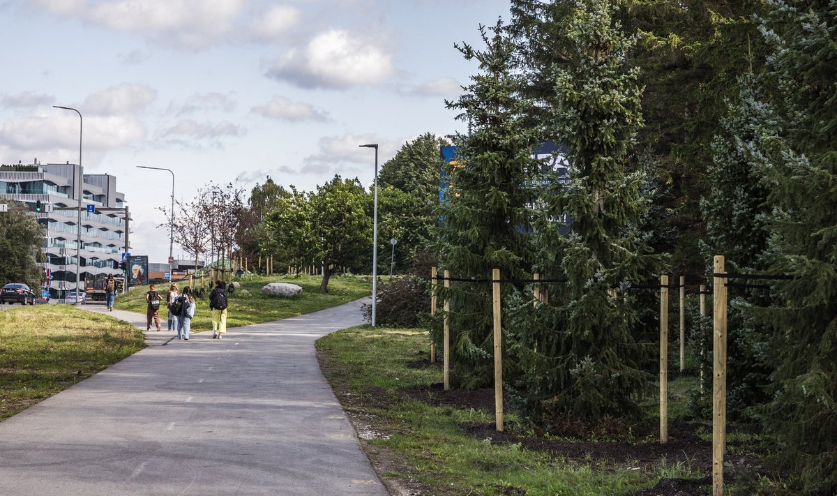 Esimesed suured puud said mulda Tallinna loomaaia juures Zoo bussipeatuse lähedal.