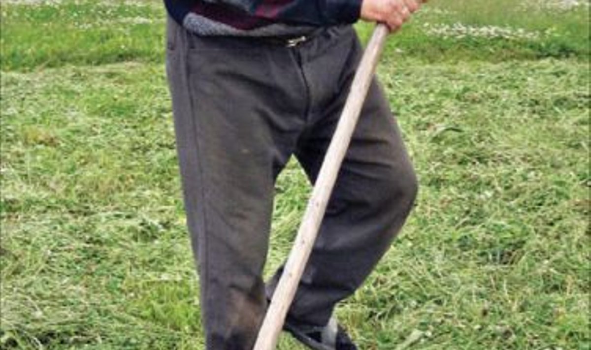 Vana kombe kohaselt kogub Väimela mees Vello Mikson suviti aasadelt loomadele rohelist. Heinast teeb ta ämma sigadele talveks rohujahu. 