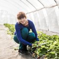 Maasikakasvatajad: mädanenud saak tuleks hüvitada