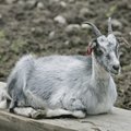 Репортаж из зоопарка: чем примечательны козлы — символы китайского Нового года